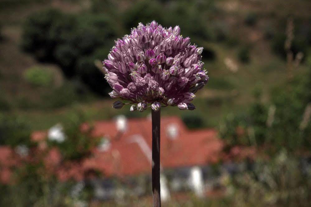 Quinta Do Chocalhinho Agroturismo E Spa Odemira Exterior foto