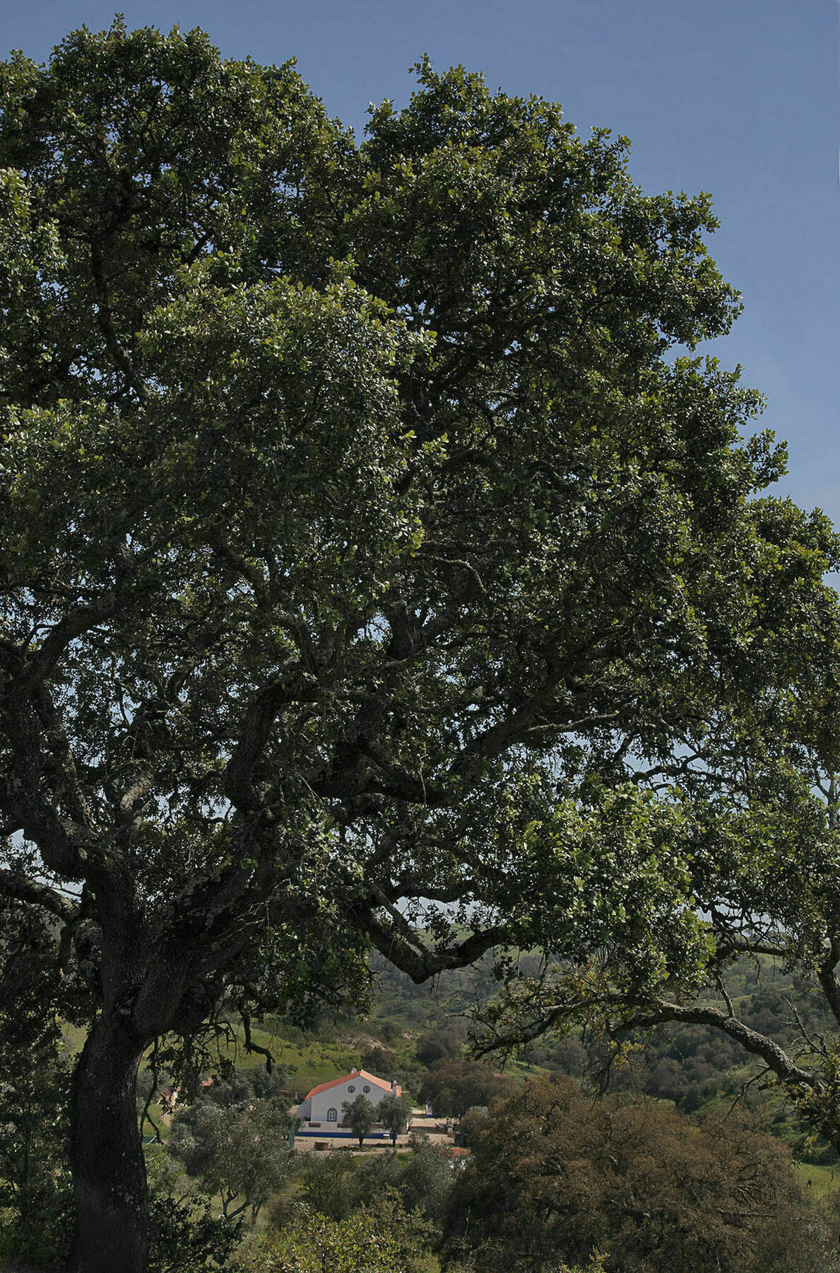 Quinta Do Chocalhinho Agroturismo E Spa Odemira Exterior foto